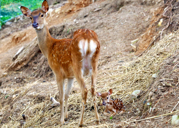 지난 18일 새벽 부산에 있는 한국해양대 캠퍼스 사육장에서 태어난 새끼 꽃사슴이 어미 곁에 다소곳하게 앉아 있다. 박한일 총장이 2013년 10월 기증한 꽃사슴 6마리(수컷 1마리, 암컷 5마리) 사이에서 태어났다. 2015.6.19 << 한국해양대 >>/ 연합뉴스