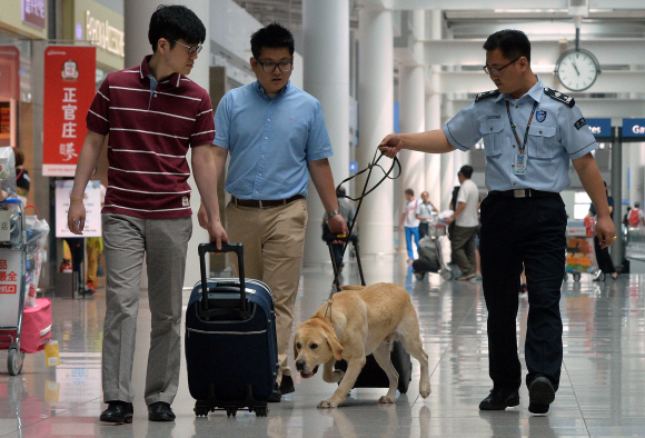 세계 마약퇴치의 날을 사흘 앞둔 23일 인천국제공항에서 마약탐지견이 마약이 담긴 수화물을 찾는 시범을 보이고 있다. 박지환 기자 popocar@seoul.co.kr