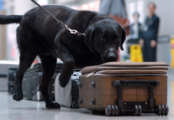 세계 마약퇴치의 날을 사흘 앞둔 23일 인천국제공항에서 마약탐지견이 마약이 담긴 수화물을 찾는 시범을 보이고 있다. 박지환 기자 popocar@seoul.co.kr