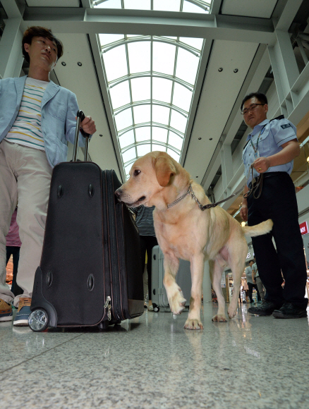 세계 마약퇴치의 날을 사흘 앞둔 23일 인천국제공항에서 마약탐지견이 마약이 담긴 수화물을 찾는 시범을 보이고 있다. 박지환 기자 popocar@seoul.co.kr