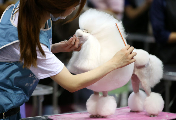 ’최고의 견공이 되기 위해’