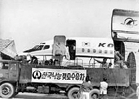 1973년 대한항공기로 1024마리의 젖소가 미국으로부터 수송돼 김포공항에서 하역되고 있다.  매일유업 제공