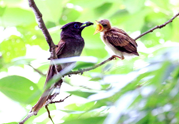 울산 도심 산책로에 멸종위기종인 긴꼬리딱새가 발견됐다. 윤기득(52) 사진작가는 최근 울산시 남구 솔마루길에서 긴꼬리딱새 둥지를 발견했다고 8일 밝혔다. 윤 작가가 포착한 긴꼬리딱새 가족.  윤기득 사진작가 제공