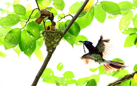 울산 도심 산책로에 멸종위기종인 긴꼬리딱새가 발견됐다. 윤기득(52) 사진작가는 최근 울산시 남구 솔마루길에서 긴꼬리딱새 둥지를 발견했다고 8일 밝혔다. 윤 작가가 포착한 긴꼬리딱새 가족.  윤기득 사진작가 제공