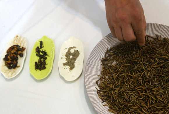 곤충에 손이 가네