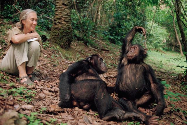 침팬지의 알려지지 않은 생활상을 밝혀내 ‘침팬지의 어머니’로 불리는 제인 구달 박사가 침팬지들과 시간을 보내고 있는 모습. 최근 일본 연구진은 침팬지들도 눈치를 통해 상대의 상황을 인식하고 상호협력에 나선다는 사실을 밝혀냈다. 내셔널지오그래픽 제공