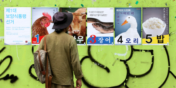 절기상 중복인 23일 오후 서울 종로를 찾은 시민이 의료정보 애플리케이션 ‘굿닥’의 ‘제1대 보양식통령 선거’ 포스터를 살펴보고 있다. 오는 26일까지 진행하는 보양식통령 선거는 굿닥 어플내 굿닥캐스트에서 투표하면 된다.  연합뉴스