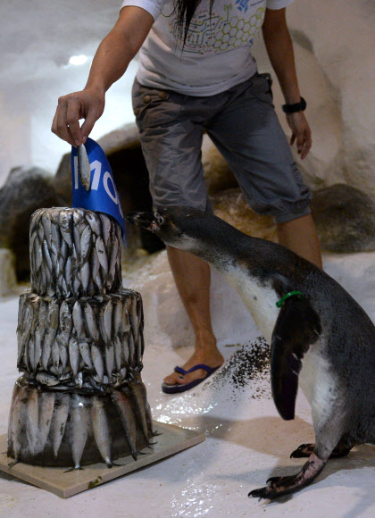29일(현지시간) 마닐라 오션파크에서 태어난 훔볼트 펭귄 ‘카야’가 생일을 기념해서 얼음 생선 케익을 선물받고 있다. 카야는 2014년 7월 8일에 태어났고 오션파크의 인기있는 동물이다.   ⓒ AFPBBNews=News1