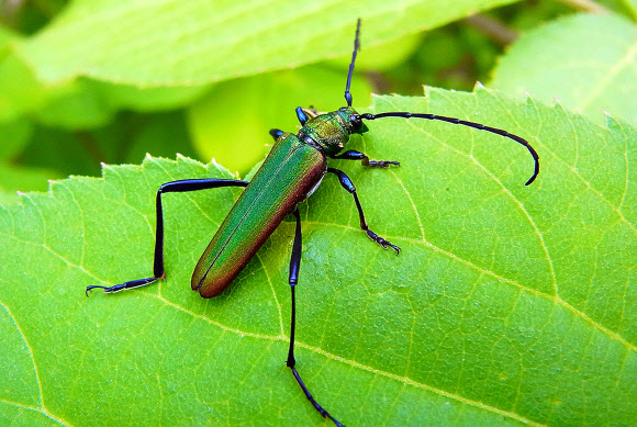 희귀 곤충 ‘초록하늘소’ 광릉숲서 29년만에 발견