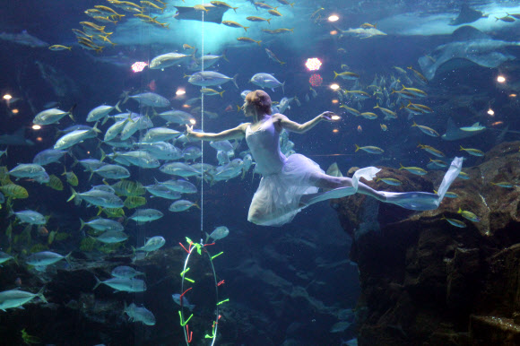 한마리 백조가 되어