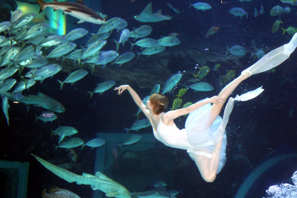 한마리 백조가 되어