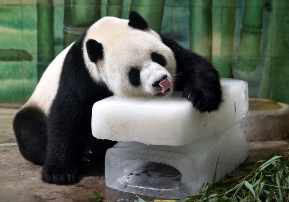 자이언트 판다가 4일(현지시간) 중국 후베이성 우한에 위치한 동물원에서 더위를 식히기 위해 얼음을 끌어안고 있다. ⓒ AFPBBNews=News1