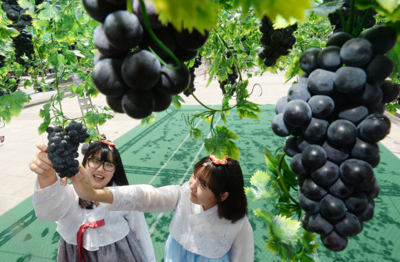 6일 서울 광화문광장에서 열린 포도데이 행사장을 찾은 여학생들이 포도정원에 달린 포도송이를 만져보고 있다. 이날 행사는 포도 소비 촉진을 위해서 농협과 한국포도생산자협의회 주최로 개최됐다. 손형준 기자 boltagoo@seoul.co.kr