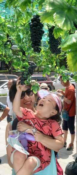 6일 서울 광화문광장에서 열린 포도데이 행사장을 찾은 한 시민이 아이와 함께 포도정원에 달린 포도송이를 구경하고 있다. 이날 행사는 포도 소비 촉진을 위해서 농협과 한국포도생산자협의회 주최로 개최됐다. 손형준 기자 boltagoo@seoul.co.kr