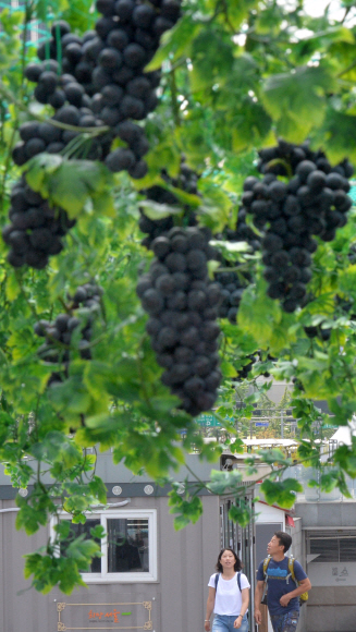 6일 서울 광화문광장에서 열린 포도데이 행사 내 포도정원에 주렁주렁 포도송이가 달려 있다. 이날 행사는 포도 소비 촉진을 위해서 농협과 한국포도생산자협의회 주최로 개최됐다. 손형준 기자 boltagoo@seoul.co.kr