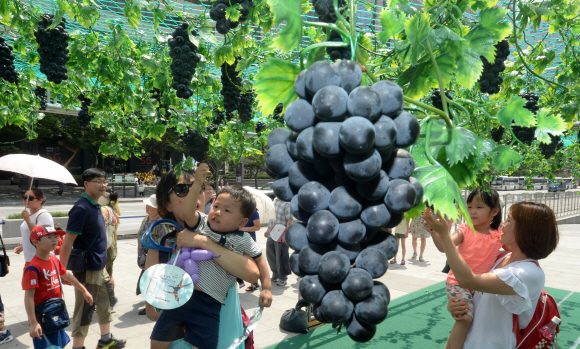 6일 서울 광화문광장에서 열린 포도데이 행사장을 찾은 시민들이 포도정원에 달린 포도송이를 구경하고 있다. 이날 행사는 포도 소비 촉진을 위해서 농협과 한국포도생산자협의회 주최로 개최됐다. 손형준 기자 boltagoo@seoul.co.kr