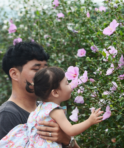 광복절을 닷새 앞둔 10일 충남 천안 독립기념관를 찾은 가족단위의 시민들이 다양한 무궁화를 감상하고 있다.14일부터 열리는‘광복 70년 기념 나라꽃 무궁화 큰잔치’ 개막에 앞서 10일부터 16일까지 1300여 그루의 무궁화 우수분화가 전시된다. 박윤슬 기자 seul@seoul.co.k