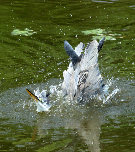 무더위는 못 참아