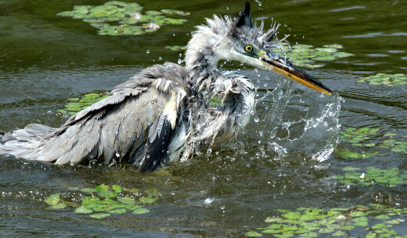왜가리는 물놀이 중