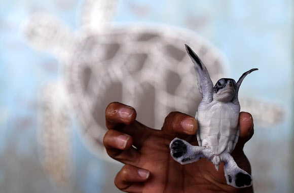 10일(현지시간) 한 자원봉사자가 스리랑카 코스고다의 바다 거북 보호 구역 센터에서 갓 부화한 바다 거북을 들고 있다. ⓒ AFPBBNews=News1