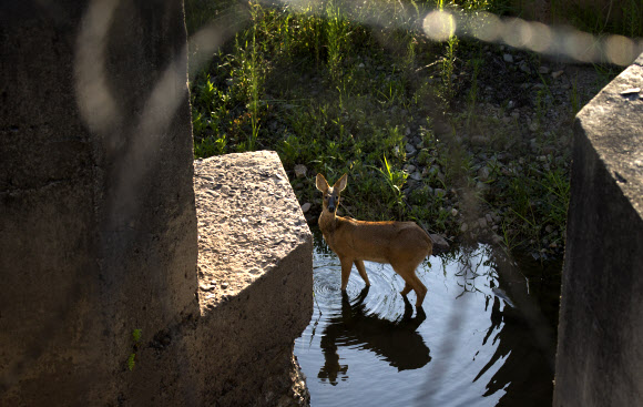경기도 연천군 서부전선 비무장지대(DMZ) 사미천에서 고라니가 목을 축이고 있다.  연합뉴스