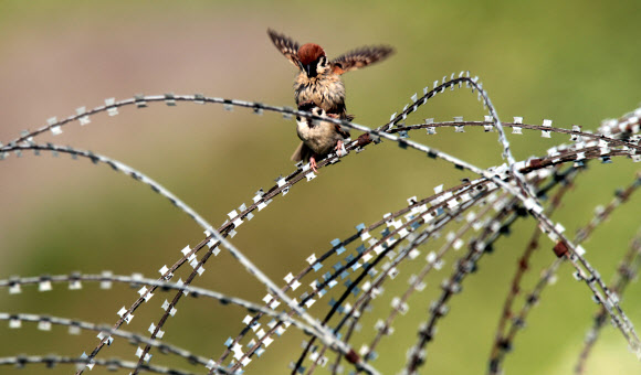 경기도 연천군 중서부전선 비무장지대(DMZ)에서 참새가 짝짓기를 하고 있다.  연합뉴스
