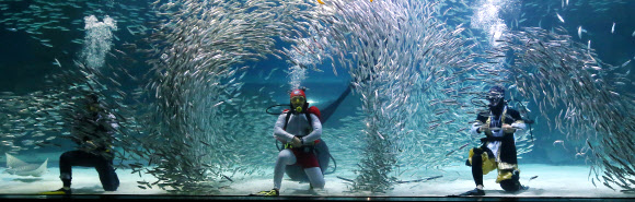 18일 오후 서울 강남구 코엑스 아쿠아리움에서 수중공연 ‘정어리맨과 영웅들’이 펼쳐지고 있다. 국가대표 출신 싱크로나이즈드 선수들과 베테랑 다이버들이 2만여 마리의 정어리 떼와 함께 펼치는 이번 오는 30일까지 계속된다. 2015.8.18. 연합뉴스