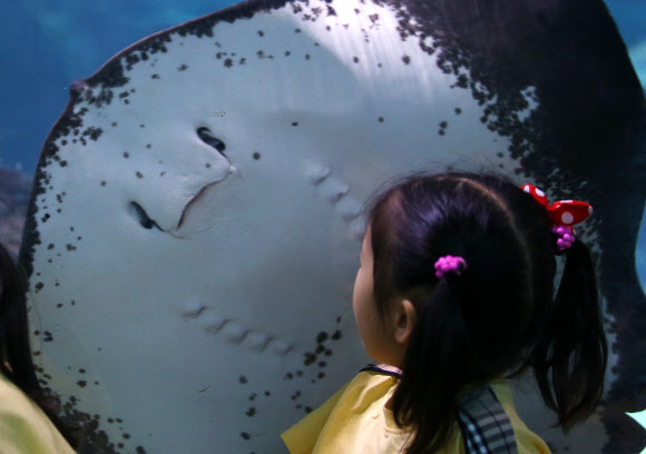 18일 오후 서울 강남구 코엑스 아쿠아리움을 찾은 어린이가 흑가오리를 살펴보고 있다. 2015.8.18. 연합뉴스
