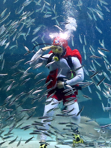 18일 오후 서울 강남구 코엑스 아쿠아리움에서 수중공연 ‘정어리맨과 영웅들’이 펼쳐지고 있다. 국가대표 출신 싱크로나이즈드 선수들과 베테랑 다이버들이 2만여 마리의 정어리 떼와 함께 펼치는 이번 오는 30일까지 계속된다. 2015.8.18. 연합뉴스