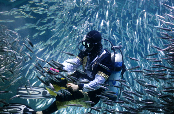 18일 오후 서울 강남구 코엑스 아쿠아리움에서 수중공연 ‘정어리맨과 영웅들’이 펼쳐지고 있다. 국가대표 출신 싱크로나이즈드 선수들과 베테랑 다이버들이 2만여 마리의 정어리 떼와 함께 펼치는 이번 오는 30일까지 계속된다. 2015.8.18. 연합뉴스