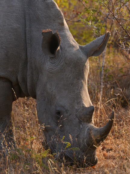 아프리카 ‘빅5’ 중 하나인 코뿔소. 온순하다가도 한번 성이 나면 화가 풀릴 때까지 사파리 차량을 들이받는다.