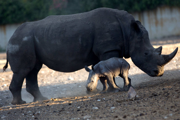 24일(현지시간) 이스라엘 텔아비브에 위치한 라맛 간 사파리(the Ramat Gan Safari)에서 6살 난 코뿔소 케렌과 새끼 코뿔소가 오붓한 시간을 보내고 있다. ⓒ AFPBBNews=News1