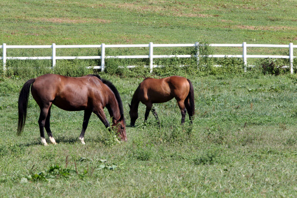 9월을 앞둔 가을의 문턱에서 한낮의 기온이 높아 일교차가 점점 커지고 있다.  아침 저녁 날씨는 선선하지만 한낮은 아직도 여름이다. 27일 가족 소풍으로 제격인 경기도 고양시 원당종마공원의 목초지에는 방목된 말들이 벌써 가을이 온듯 여유롭게 풀을 먹고 있다. 2015.8.27. 연합뉴스