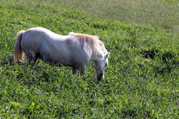 9월을 앞둔 가을의 문턱에서 한낮의 기온이 높아 일교차가 점점 커지고 있다.  아침 저녁 날씨는 선선하지만 한낮은 아직도 여름이다. 27일 가족 소풍으로 제격인 경기도 고양시 원당종마공원의 목초지에는 방목된 흰 말이 여유롭게 풀을 먹고 있다.  2015.8.27. 연합뉴스