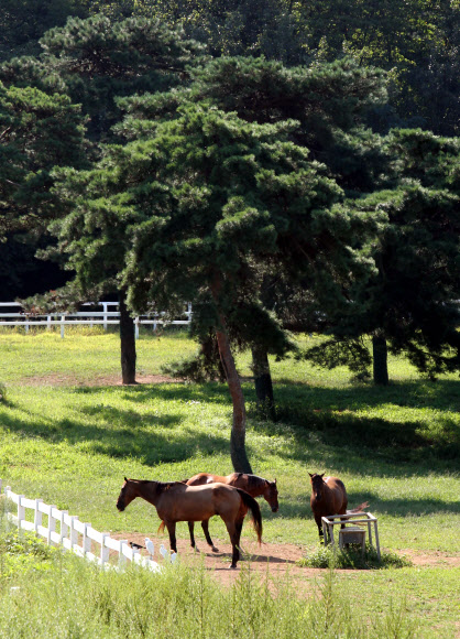 9월을 앞둔 가을의 문턱에서 한낮의 기온이 높아 일교차가 점점 커지고 있다.  아침 저녁 날씨는 선선하지만 한낮은 아직도 여름이다. 27일 가족 소풍으로 제격인 경기도 고양시 원당종마공원의 목초지에는 선들선들 바람이 불면서 방목된 말들이 벌써 가을이 온듯 여유롭게 풀을 먹고 있다. 2015.8.27. 연합뉴스