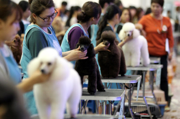 한국애견연맹(KKF) 주최로 28일 경기도 고양시 킨텍스에서 열린 ‘2015 서울 FCI 국제 도그쇼’. 이날 함께 열린 ‘KKF 애견미용사 콘테스트’에서 미용을 마친 애견들이 심사를 받기 위해 예쁘게 준비하고 있다.   연합뉴스