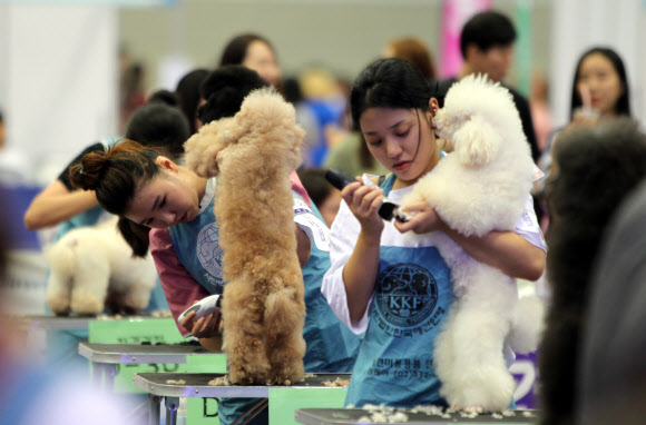 한국애견연맹(KKF) 주최로 28일 경기도 고양시 킨텍스에서 열린 ‘2015 서울 FCI 국제 도그쇼’. 이날 함께 열린 ‘KKF 애견미용사 콘테스트’에 130여명의 애견 미용사들이 참가해 열띤 대결을 벌이고 있다.   연합뉴스