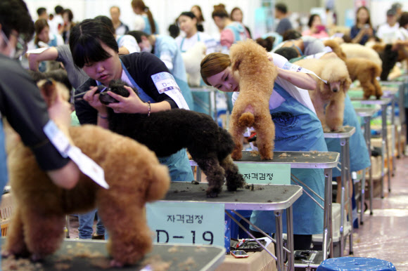한국애견연맹(KKF) 주최로 28일 경기도 고양시 킨텍스에서 열린 ‘2015 서울 FCI 국제 도그쇼’. 이날 함께 열린 ‘KKF 애견미용사 콘테스트’에 130여명의 애견 미용사들이 참가해 열띤 대결을 벌이고 있다.    연합뉴스