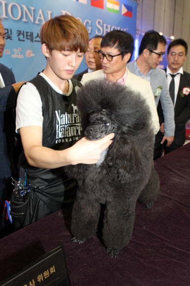 한국애견연맹(KKF) 주최로 28일 경기도 고양시 킨텍스에서 열린 ‘2015 서울 FCI 국제 도그쇼’에서 대상을 차지한 문태성씨의 애견이 공개되고 있다.   연합뉴스