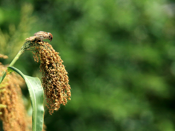 수수밭의 참새