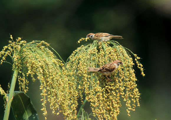 참새의 풍성한 가을