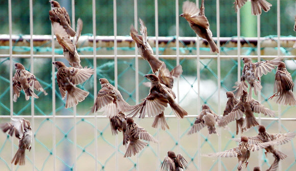 가을의 기운이 짙어지는 가운데 2일 오전 인천시 남구 문학경기장에서 참새들이 먹이를 구하려 바삐 움직이고 있다.  연합뉴스