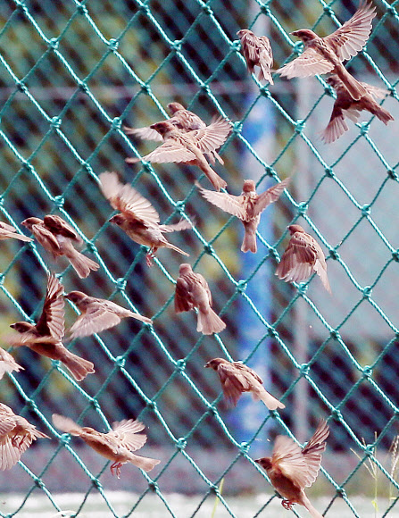 가을의 기운이 짙어지는 가운데 2일 오전 인천시 남구 문학경기장에서 참새들이 먹이를 구하려 바삐 움직이고 있다.  연합뉴스