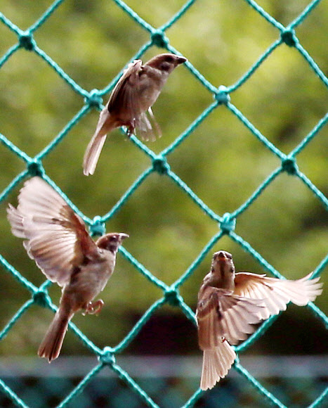가을의 기운이 짙어지는 가운데 2일 오전 인천시 남구 문학경기장에서 참새들이 먹이를 구하려 바삐 움직이고 있다.  연합뉴스