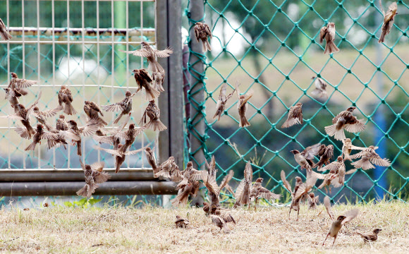 가을의 기운이 짙어지는 가운데 2일 오전 인천시 남구 문학경기장에서 참새들이 먹이를 구하려 바삐 움직이고 있다.  연합뉴스