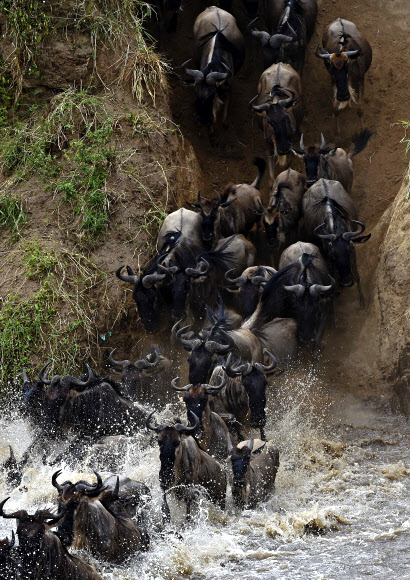4일(현지시간) 영양 무리가 줄지어 케냐 마사이마라의 강을 건너고 있다. 매년 수백, 수천 마리의 영양들은 먹이인 풀을 찾아 세렝게티에서 마사이마라까지 이동한다. ⓒ AFPBBNews=News1