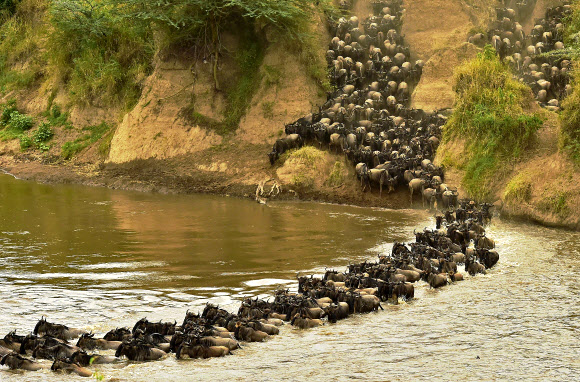 4일(현지시간) 영양 무리가 줄지어 케냐 마사이마라의 강을 건너고 있다. 매년 수백, 수천 마리의 영양들은 먹이인 풀을 찾아 세렝게티에서 마사이마라까지 이동한다. ⓒ AFPBBNews=News1
