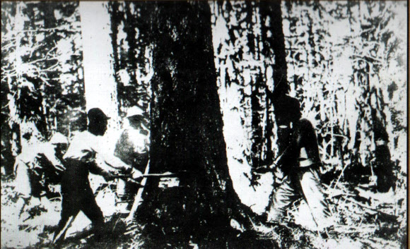 일제가 삼림자원 수탈을 위해 거목들을 잘라내는 장면. 이 사진은 북한 영문잡지 ‘KOREA’(8월호)의 ‘Crime-ridden History Can Never Be Hidden’(범죄로 뒤덮인 역사는 결코 숨길 수 없다) 는 제목의 8·15 특집면에 게재됐다.