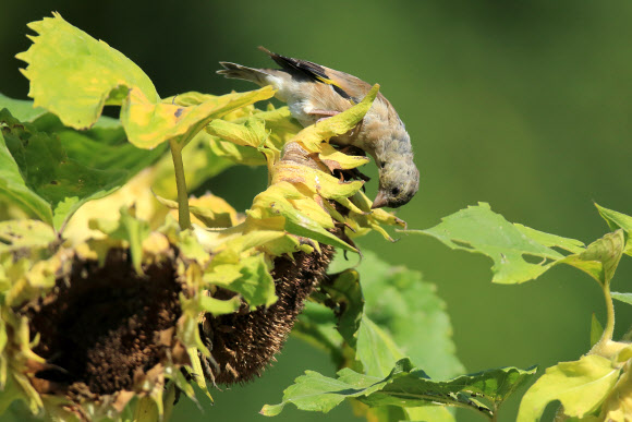 15일 강원 강릉시 초당동 들녘에서 방울새가 잘 익은 해바라기씨를 쪼아 먹으며 가을의 풍요를 만끽하고 있다. 2015.9.15. 연합뉴스