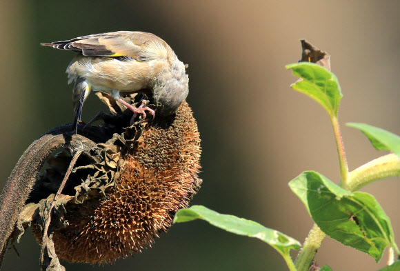 15일 강원 강릉시 초당동 들녘에서 방울새가 잘 익은 해바라기씨를 쪼아 먹으며 가을의 풍요를 만끽하고 있다. 2015.9.15. 연합뉴스